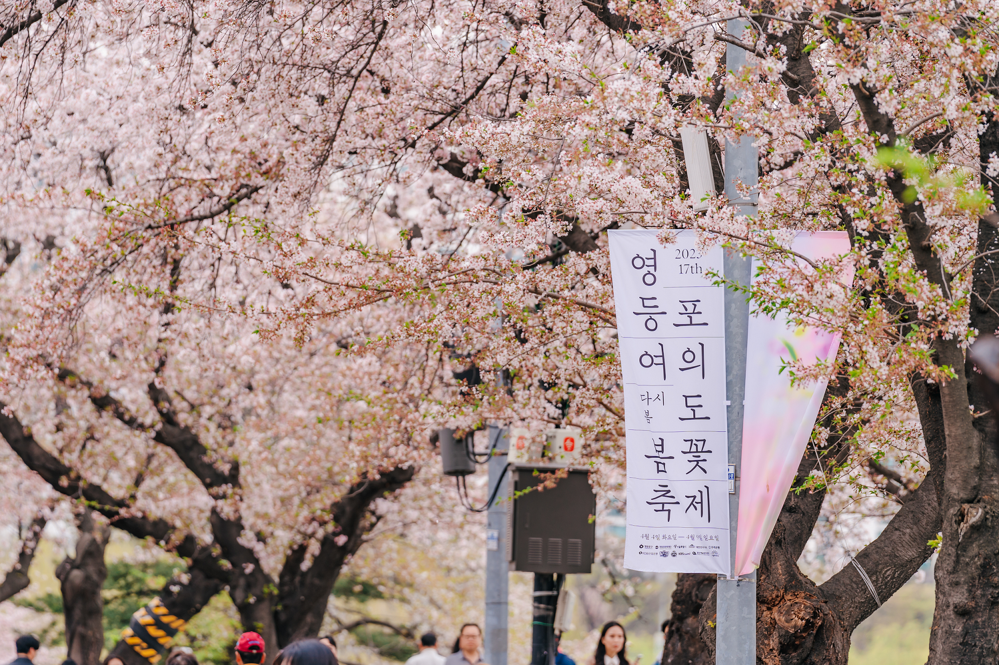 여의도 봄꽃축제